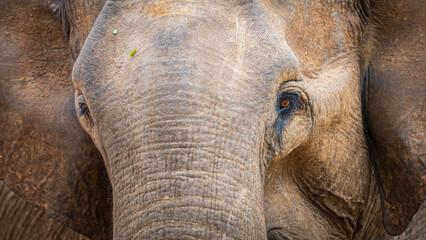 Asian elephant's face close up in the wild. 