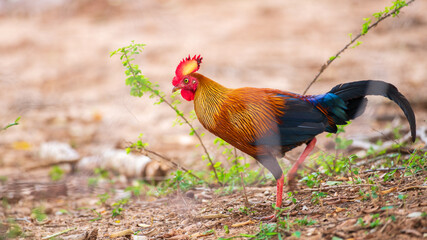Colorful junglefowl forages on the dry forest floor at Yala National Park. Endemic and national bird of Sri Lanka.