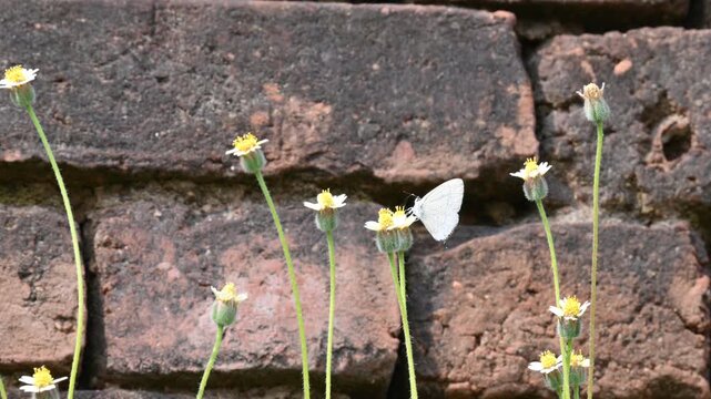 Catochrysops strabo butterfly sitting on the flower. The&nbsp;forget me not is a small butterfly found in Asia that belongs to the&nbsp;lycaenidae aur blues&nbsp;family. Tridax procumbens flower. 
