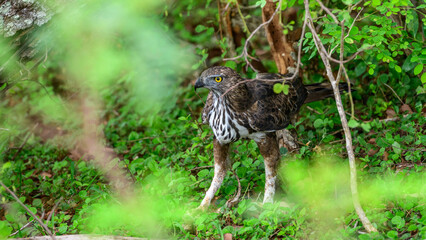 Eagle on the ground with its lizard kill. Changeable hawk-eagle keeps the prey under its talons at Yala National Park, Sri Lanka. 