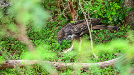 An eagle feeds on a lizard kill. Changeable hawk-eagle keeps the prey under its talons at Yala National Park, Sri Lanka. 