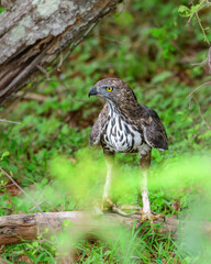 Eagle on the ground with its lizard kill. Changeable hawk-eagle keeps the prey under its talons at Yala National Park, Sri Lanka. 
