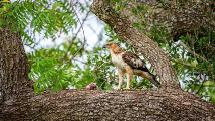 A changeable hawk-eagle on a tree branch with parts of a prey at Yala National Park, Sri Lanka. The raptor watches its surroundings while guarding the kill