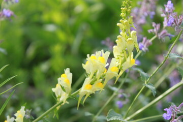 Lovely flowers in Summer in Hokkaido