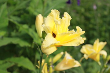 Lovely flowers in Summer in Hokkaido