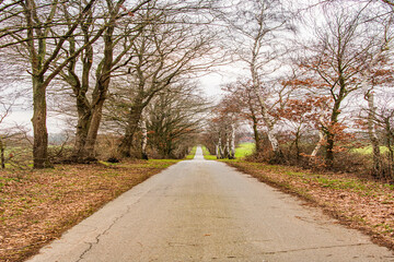 Rural way to village in autumn countryside. Road in countryside. Country road with autumn trees. Country road to village. Straight country way and autumn nature. Rural road through alley in fall