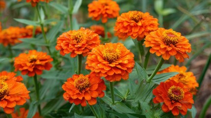 A patch of vibrant orange flowers flourishes in a garden during late spring. The blossoms display intricate textures and attract various pollinators, enhancing the garden's beauty.