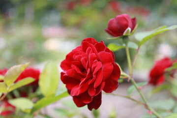 Lovely flowers in Summer in Hokkaido