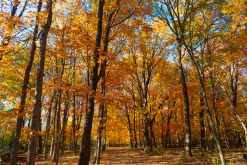 Fototapeta premium Fallen leaves. Autumn nature forest tree branches. Orange and yellow fall leaves. Fall season colors. Nature in autumn. Fall weather outdoor. Leaves in autumn nature forest