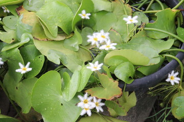 Nymphoides indica flower plant on water. is an aquatic plant
