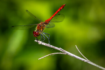 rote Libelle auf einem kleinen Ast