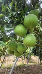 Ripe pomelo fruit hanging from a tree in a tropical orchard. The large citrus fruit, known for its thick rind and juicy segments, is a traditional crop in Southeast Asia. 