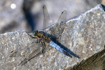 große Libelle auf einem Stein