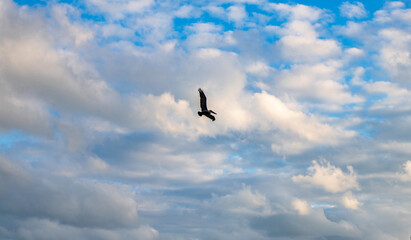 Pelican flying in sky. Fauna and nature. Pelican flying during migration. Bird flying alone. Birds migration. Birds in flight. Pelican bird. Migration of migratory birds. Migrating Pelican flying