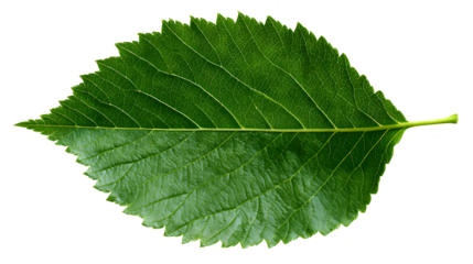 Elm leaf, fresh green foliage for natural design elements on transparent background