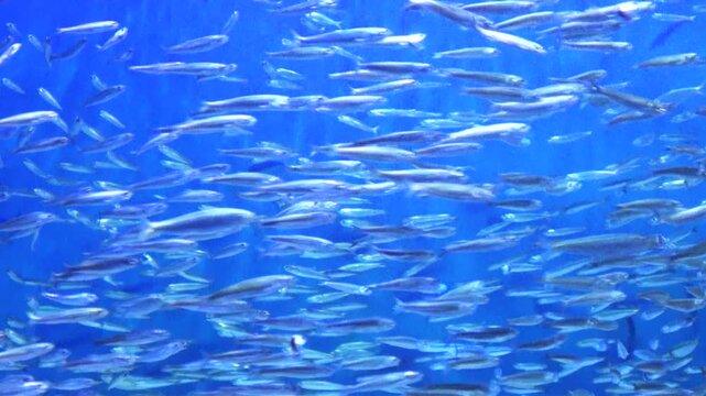 Schools of Japanese anchovy fish, Engraulis japonicus, swimming underwater. 4K Great anchovy run.