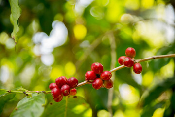 Farmer concept harvest fruit ripe coffee seed robusta arabica berry close up fresh green leaf bean...