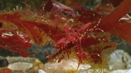 Observe a captivating duel on the seabed of the White Sea. A sea spider stalks a Caprella septentrionalis amongst seaweed fronds in its underwater domain.