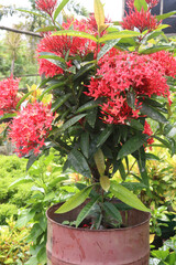 Chinese ixora flower plant on farm