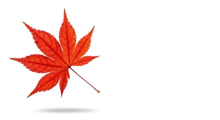 Fototapeta premium Red Maple Leaf with Sharp Edges and Vibrant Colors on White Background