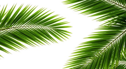 Obraz premium Bright Green Palm Leaves on White Background for Tropical Nature or Summer Design
