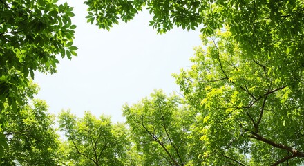 Fototapeta premium Green Tree Canopy Bright Sunlight Natural Outdoor Environment