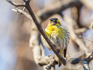 Eurasian siskin male, latin name spinus spinus, sitting on branch of tree. Cute little yellow songbird.