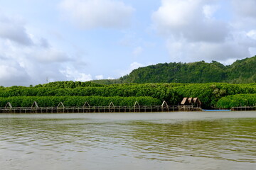 Dense green mangrove trees lining a quiet river under a cloudy sky, showcasing natural beauty and coastal ecosystem serenity.
