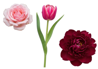 Pink Rose, Crimson Tulip, and Deep Red Peony Blooms
