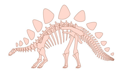 Illustration of a Stegosaurus dinosaur skeleton with distinctive back plates and spiked tail shown in a side profile view on a white background