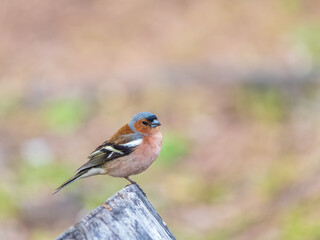 Common chaffinch, Fringilla coelebs, sits on a tree. Common chaffinch in wildlife.