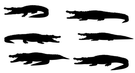 Shadowy Silhouette of Crocodile: Captivating silhouette of crocodile, showcasing diverse poses and movements in a dramatic, high-contrast display.
