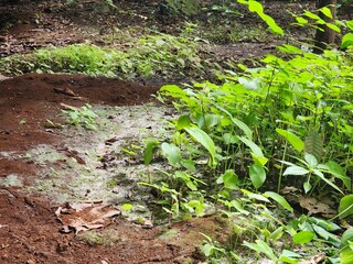 Bright green seedlings emerge from a damp, partially flooded patch of earth in lush, natural environment. Close-up captures new growth and the textures of soil and young plants in a wetland setting.