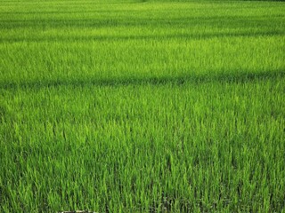 Vibrant and dense green rice field, with rows of young rice plants stretching across the frame. Uniform texture and bright color create visually pleasing pattern, representing growth and agriculture.