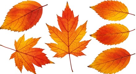 Fototapeta premium Autumn Maple Leaves in Vibrant Orange and Red Colors Isolated on White Background
