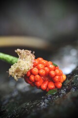 Bright orange berries growing on a branch.