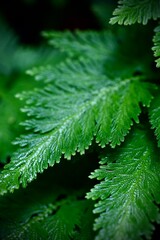 A beautiful green fern frond in detail.
