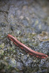 A red millipede crawls on wet rock.