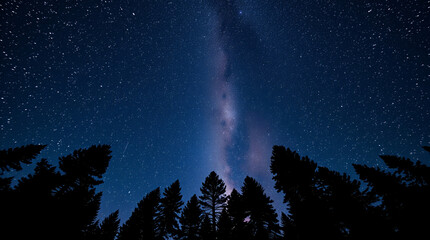 Fototapeta premium Tall pine silhouettes under vertical Milky Way column in clear starry night