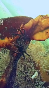 In the frigid depths of the White Sea, a spider crab named Hyas delicately navigates a vibrant seaweed leaf, foraging for sustenance among the rich marine life that thrives beneath the Arctic ice.