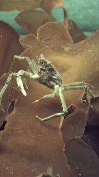 In the chilly depths of the White Sea, a spider crab navigates a vibrant seaweed leaf, meticulously searching for hidden food among the stunning Arctic underwater landscape.