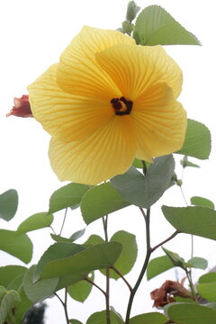 hibiscus tiliaceus flower plant on farm