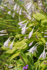 ギボウシの花