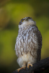 the barking owl is checking for danger from above