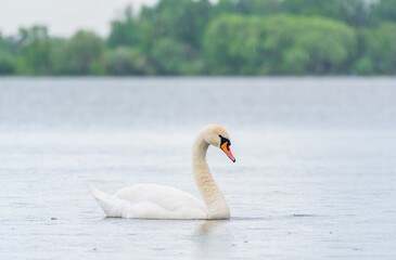 Graceful white Swan swimming in the lake, swans in the wild. Portrait of a white swan swimming on a lake.