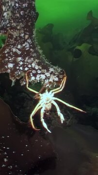 In the cold waters beneath Arctic ice, a spider crab named Hyas ventures across a seaweed leaf in search of food, showcasing the delicate balance of life in this frigid underwater environment.
