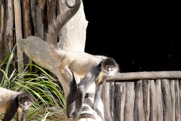 The black-handed spider monkey is walking on a log