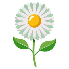  english daisy vector  on white background