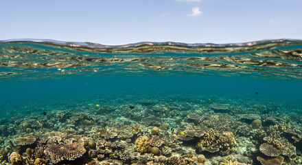 Serene ocean split view showcasing vibrant coral reef and peaceful tropical blue sky