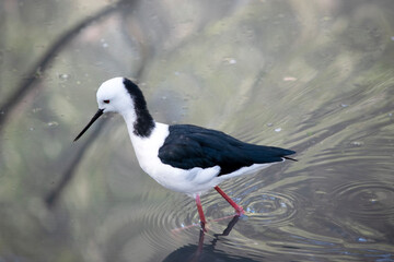 the black winged stilt is wading looking for food